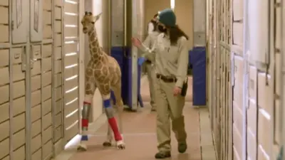 Mladunče žirafe prohodalo pomoću proteze rađene po meri
