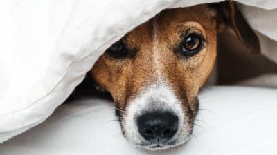 old duvets for dogs