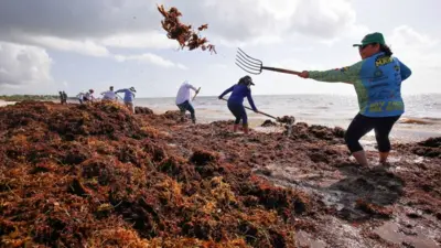 Limpieza de algas en México.