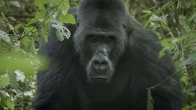 El gorila Mpungwe