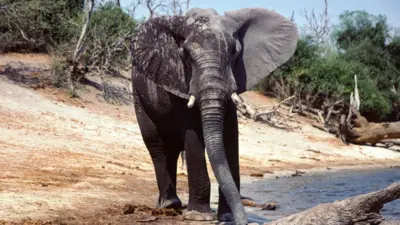 Gajah di tepi lubang air, Taman Nasional Hwange