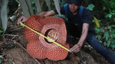 Bunga Rafflesia