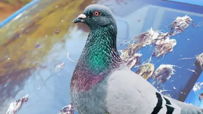 કબૂતર 