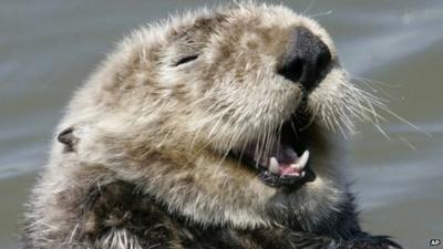 Fantastic animal facts quiz - test yourself! - CBBC Newsround Fantastic animal facts quiz - test yourself! - CBBC Newsround