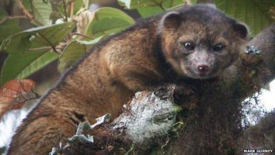 Three interesting new animals discovered in 2013 - CBBC Newsround