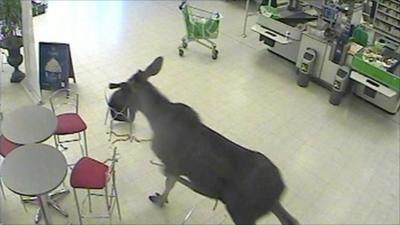 The moose caught on CCTV