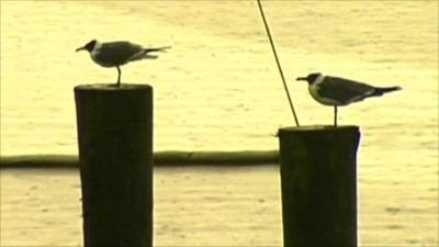 Birds in the Gulf Coast