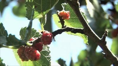 Mulberry tree