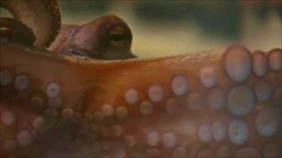 Paul the "psychic" octopus