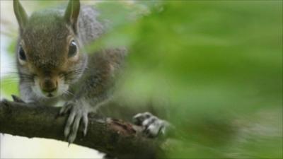 Grey squirrel