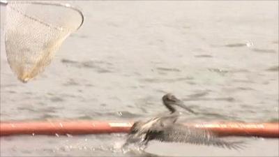 Pelican rescue