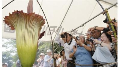 People take pictures of a Titan Arum