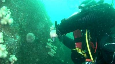 Divers work off the Pembrokeshire coast