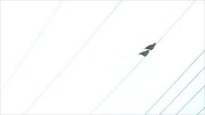 Birds on a wire