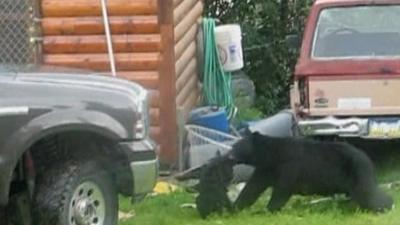 Mother bear carrying cub