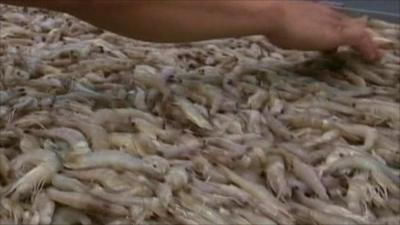 Shrimp being sorted on conveyor belt