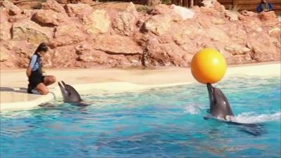 Dolphins at the Attica Zoological Park in Greece