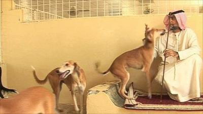 Saluki dogs with breeder