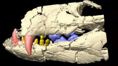 Computed tomography image of ancient crocodile (Patrick M. O'Connor)