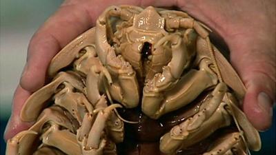 Underside of sea creature