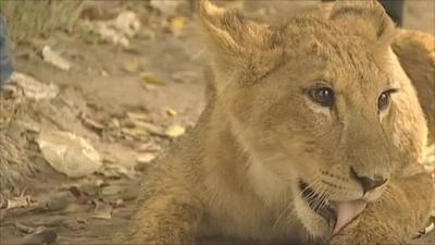 Lion cub