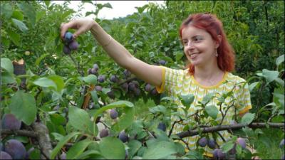 Operetta singer Amelia Antoniu picking plums in orchard