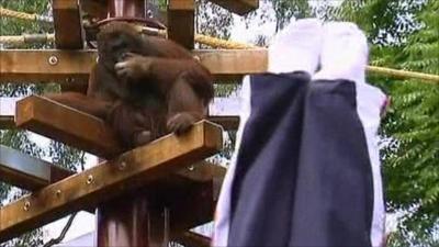 An orangutan watches the gymnast perform his tricks