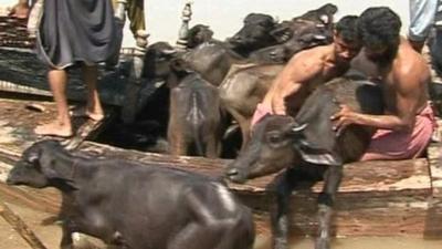 Cattle rescued from flooding in Pakistan