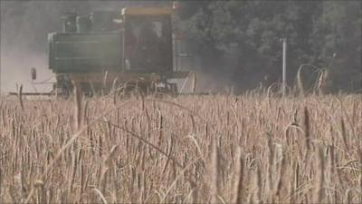 Wheat harvest