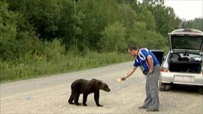 Driver feeding bear