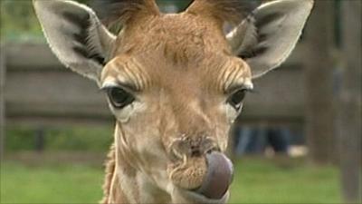 Kaiser the Rothschild Giraffe