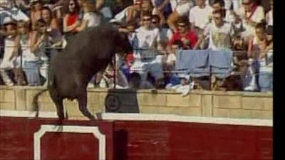 bull jumps arena fence