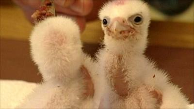 Peregrine falcon chicks