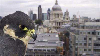 Peregrine falcon