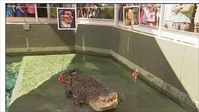 Crocodile about to eat chicken meat