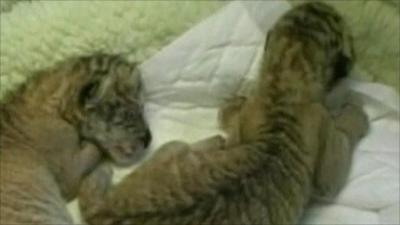 Two of the ligers asleep in their cot