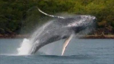 The whale takes a leap