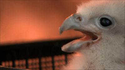 Falcon chick