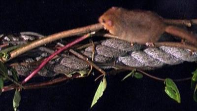 Dormouse