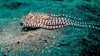 The Indonesian mimic octopus