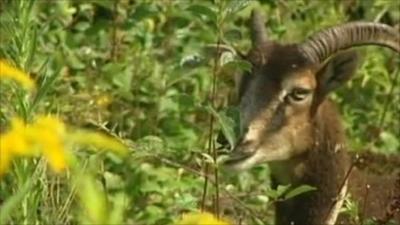 A Soay sheep