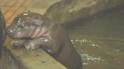 Pygmy hippo in Polish zoo