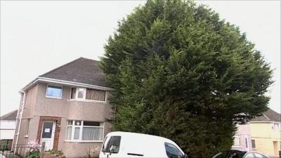 Large Leylandii tree in front of house