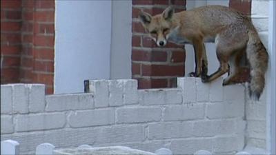 A fox on a wall
