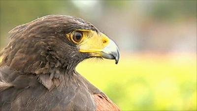 Harris falcon in Champagne vineyard