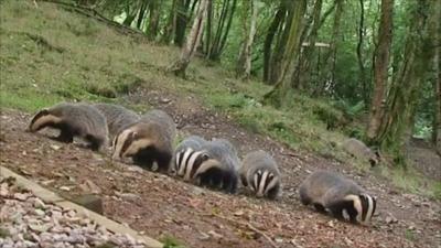 A group of badgers