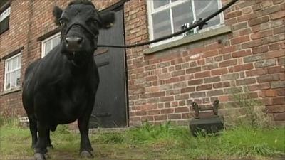 Swallow, a Dexter cow from Cheshire