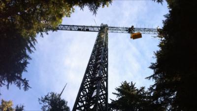 Crane above Gifford Pinchot National Forest, USA