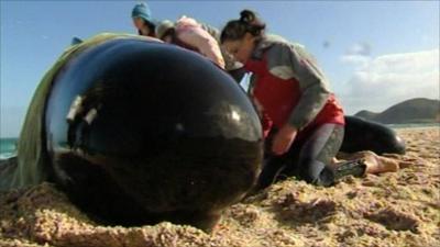 Volunteers trying to keep a whale alive