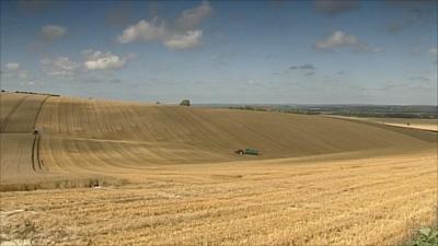 Wheat field